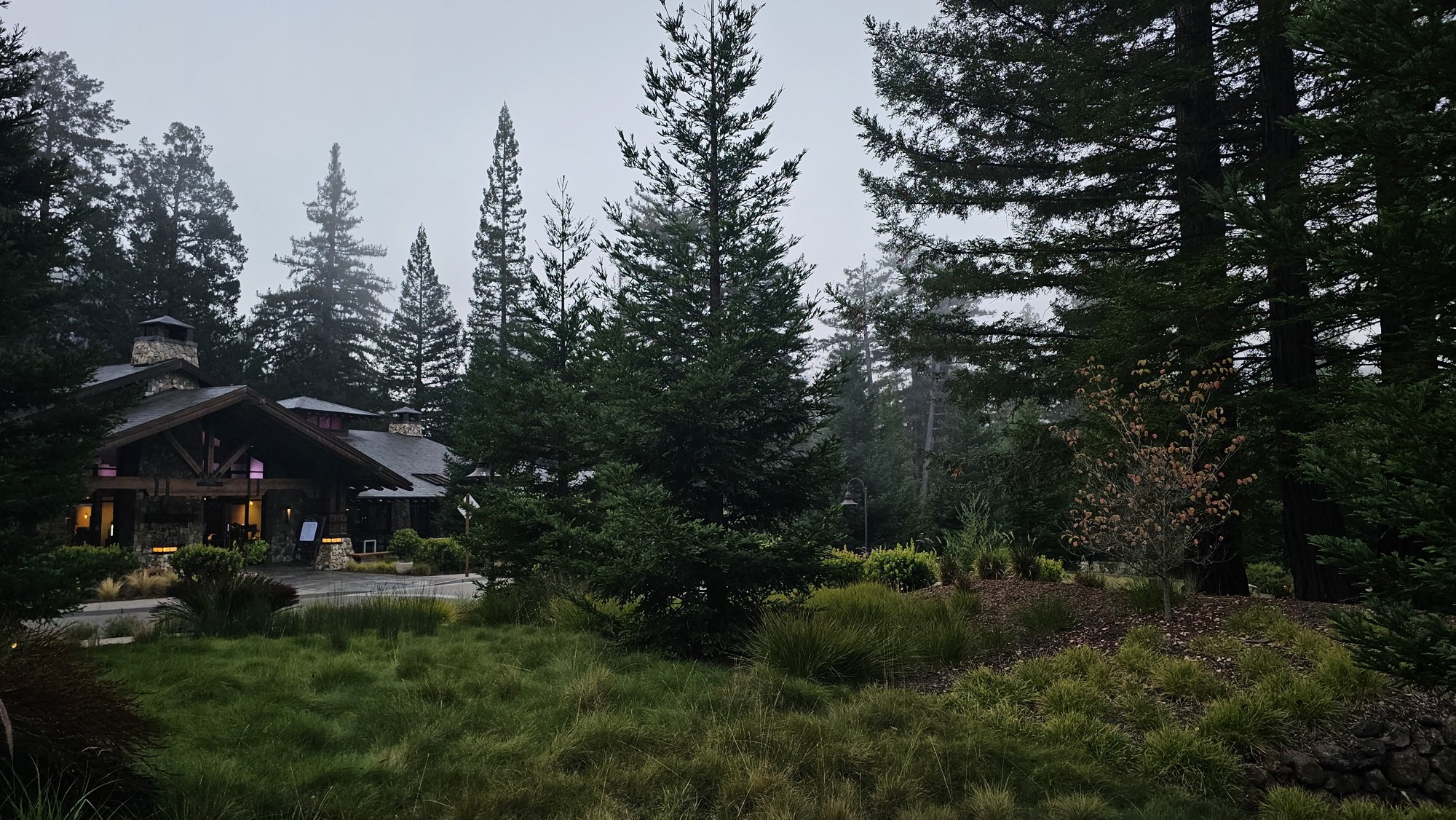 Fog in the redwoods above the lodge at 1440, early morning