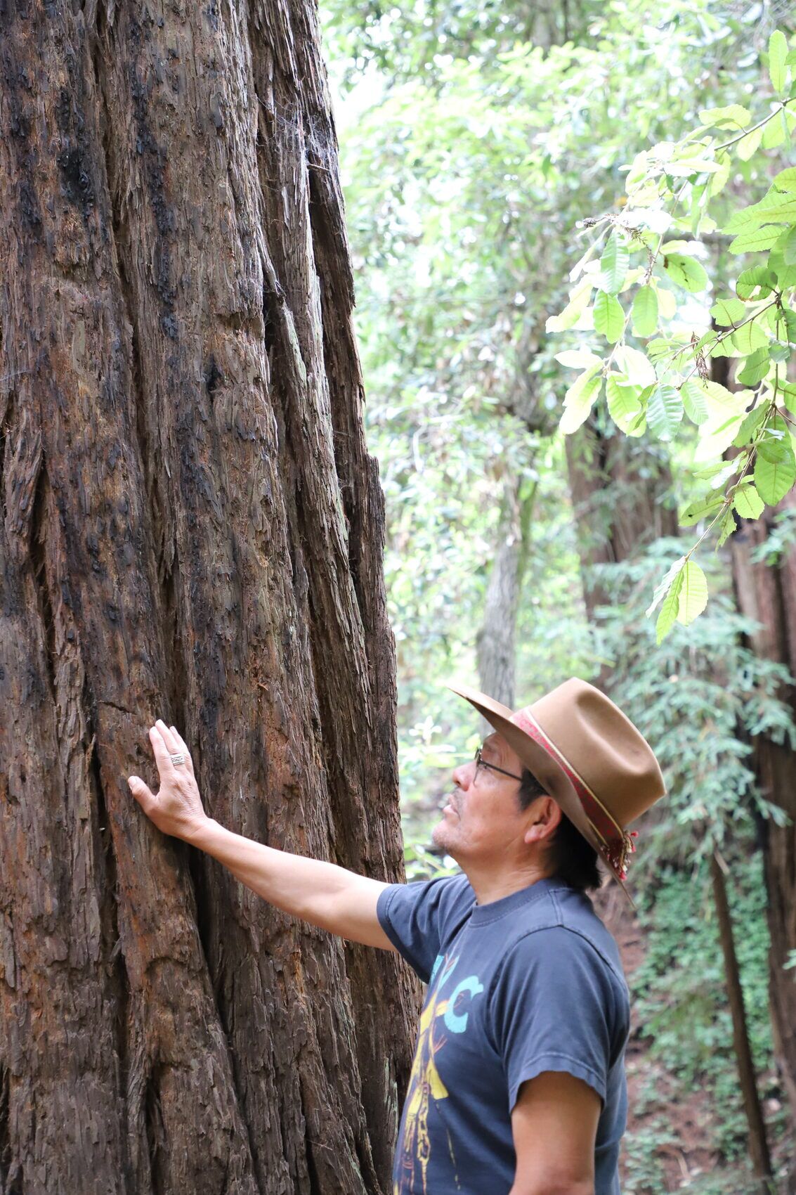 A hand resting on the bark of an old redwood