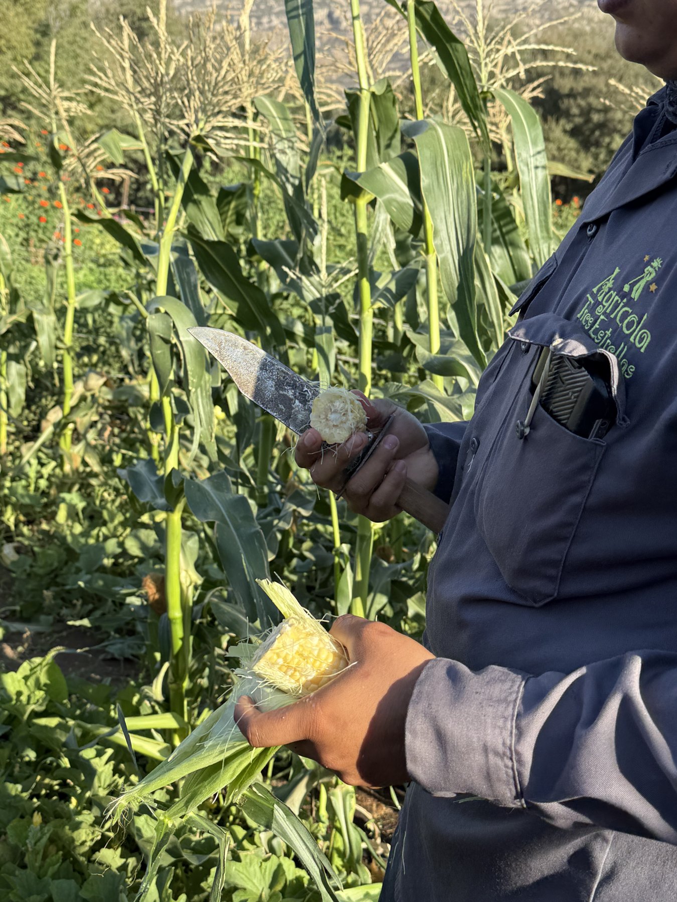 A farm worker holding an ear of corn among the standing stalks at Tres Estrellas