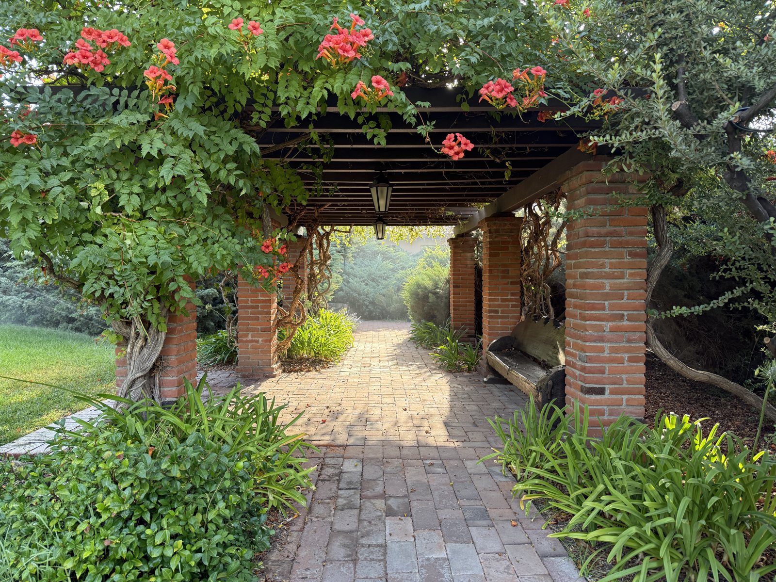 Bougainvillea over the brick gate