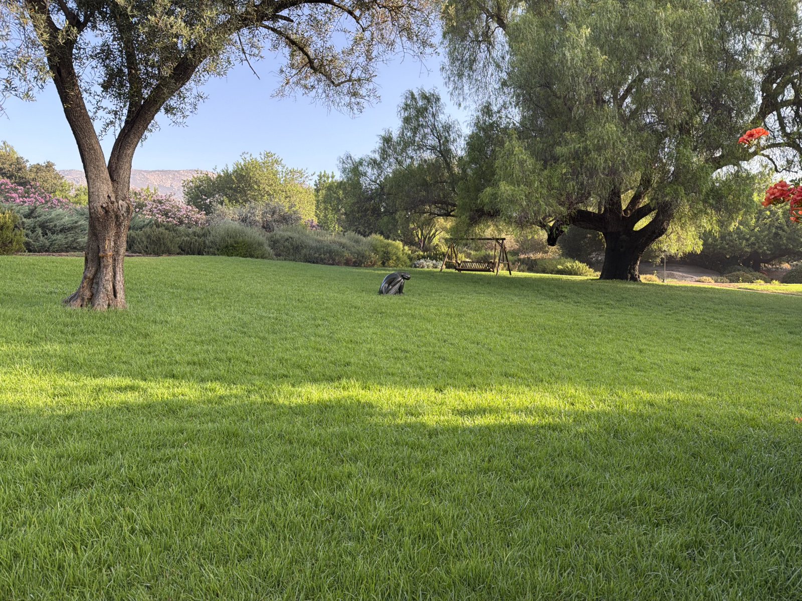 The oak lawn, where the morning circle forms