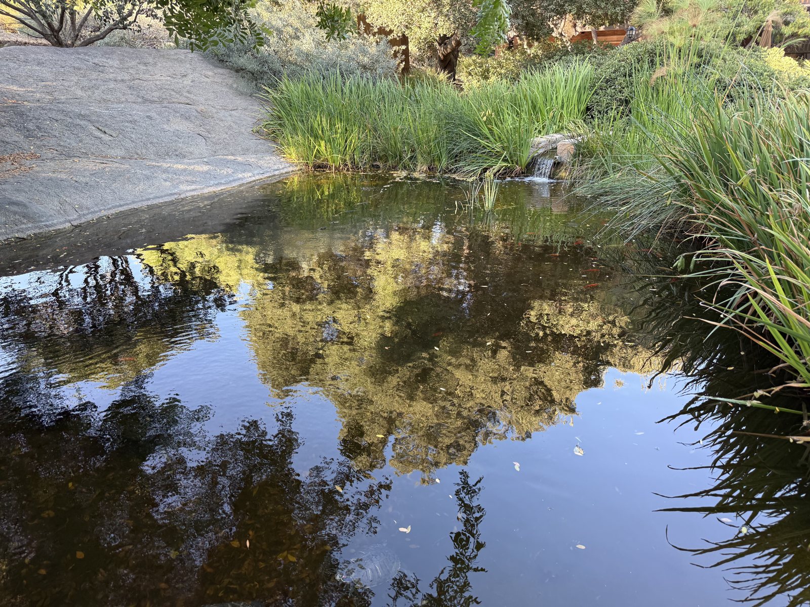 The pond