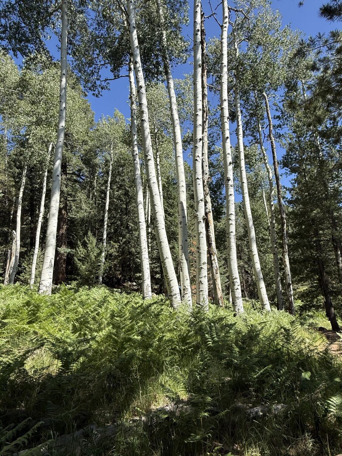White aspen trunks rising in a summer grove