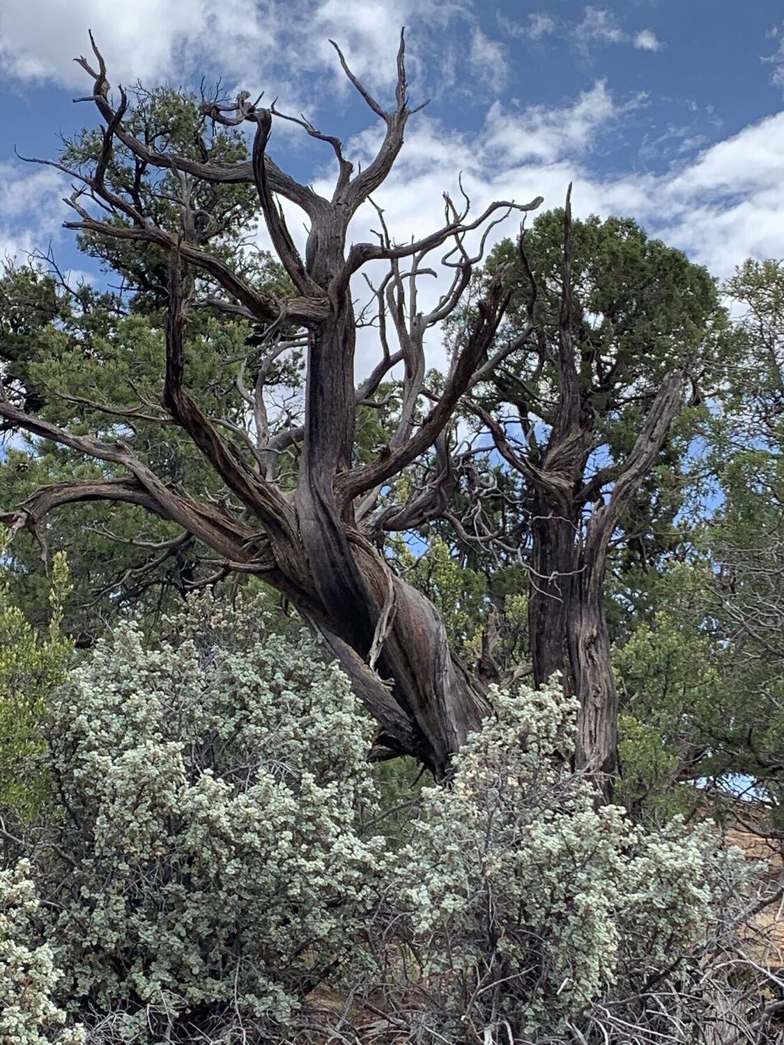 A massive old juniper, its trunk twisted silver by centuries of wind