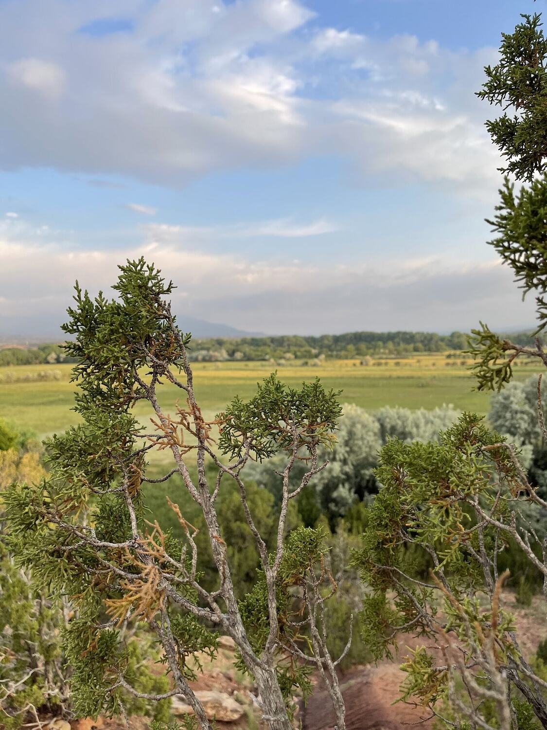 Juniper on a rise above a green valley