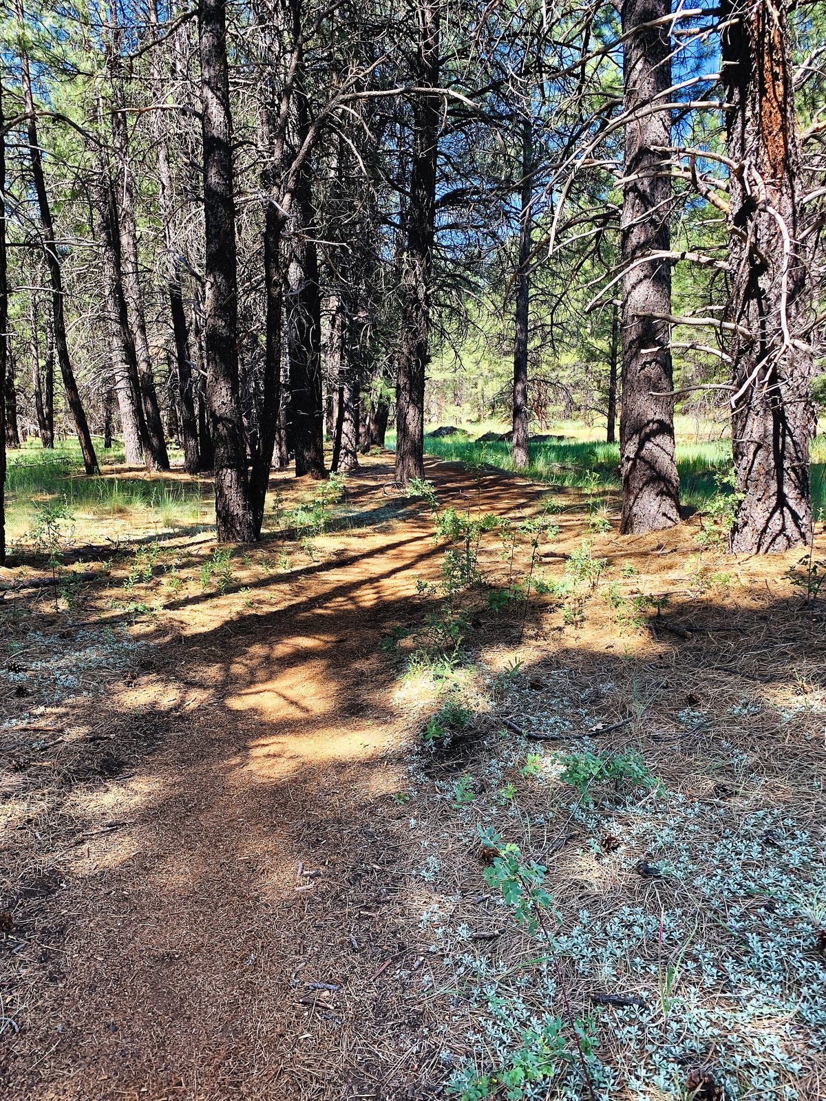 A dirt footpath winding through tall ponderosa pines in morning sun, long shadows falling across pine needles and low green plants.