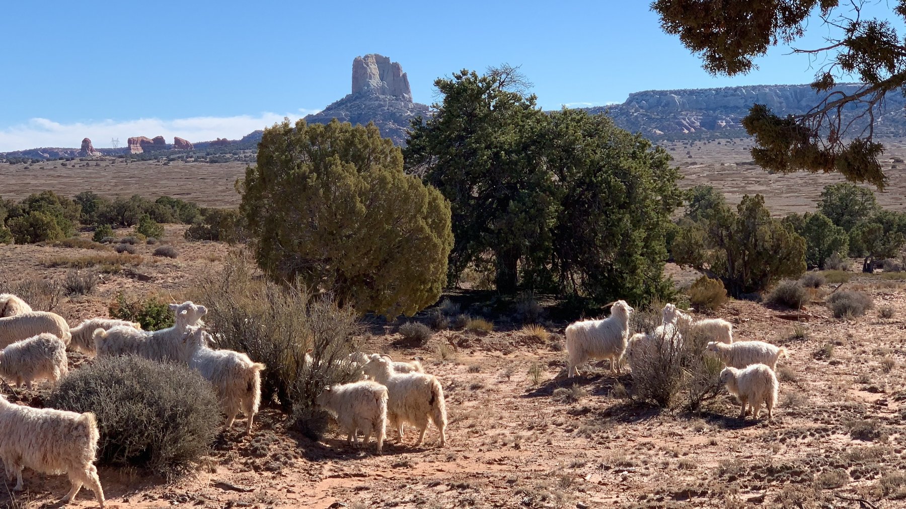 Ovejas bajo la roca roja