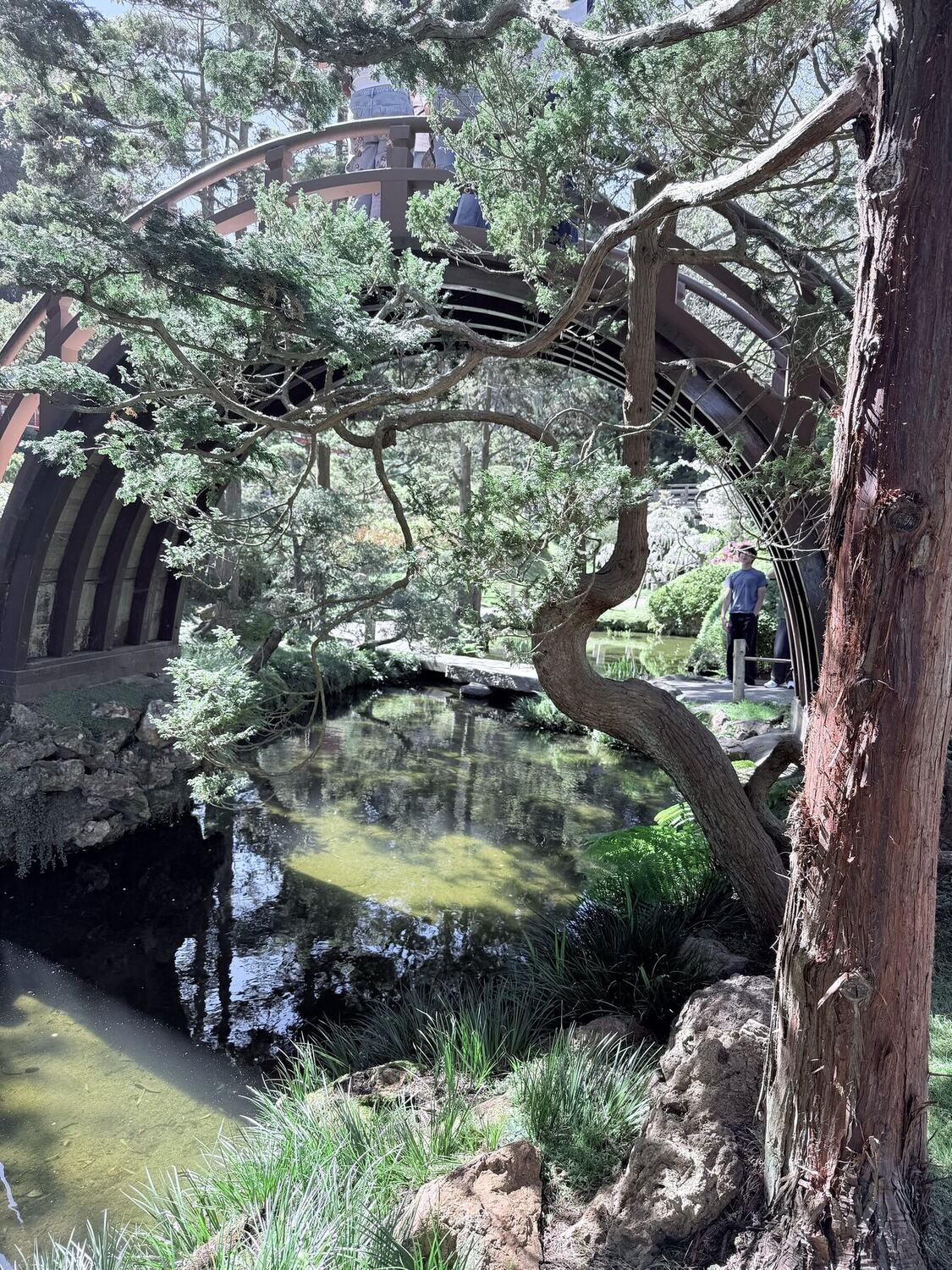 An arched wooden bridge and an old pine reflected in still garden water